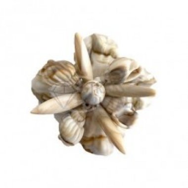 fiore_conchiglia_web